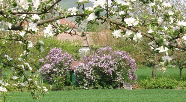 Pommiers et lilas en fleurs dans un jardin voisin du gîte en alsace